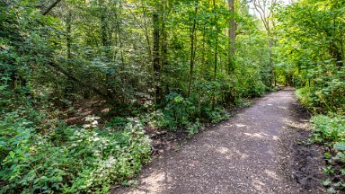 Hem-Heath-NR-PLGM-F24_8475r1 30th July 2024: Hem Heath Nature Reserve: © 2024 Paul L.G. Morris