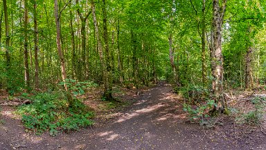 Hem-Heath-NR-PLGM-F24_8484r1x9j1 30th July 2024: Hem Heath Nature Reserve: A 360° view at a 4-way intersection of paths: © 2024 Paul L.G. Morris