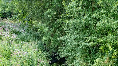 Cecilly-Brook-NR-PLGM-F24_9287r1 5th August 2024: Cecilly Brook Nature Reserve: The brook from the footbridge: © 2024 Paul L.G. Morris