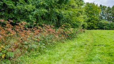 Cecilly-Brook-NR-PLGM-F24_9578r1 5th August 2024: Cecilly Brook Nature Reserve: Accessing the reserve from the rear of the leisure centre keeping to the left of the football pitch: © 2024 Paul...