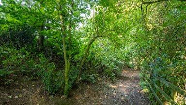 Greenway-bank-knypersley-PLGM-F24_11402r1 6th September 2024: Greenway Bank and Knypersley Reservoir: Following the path to the Jubilee arboretum: © 2024 Paul L.G. Morris