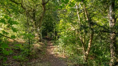 Greenway-bank-knypersley-PLGM-F24_11411r1 6th September 2024: Greenway Bank and Knypersley Reservoir: Following the path around the Jubilee arboretum: © 2024 Paul L.G. Morris