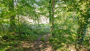 Greenway-bank-knypersley-PLGM-F24_11426r1 6th September 2024: Greenway Bank and Knypersley Reservoir: Following the path around the Jubilee arboretum - steps down: © 2024 Paul L.G. Morris