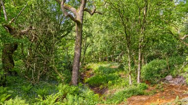 F25_1101 16th May 2025: Parrots Drumble Nature Reserve: © 2025 Paul L.G. Morris: Brown stream through the wood