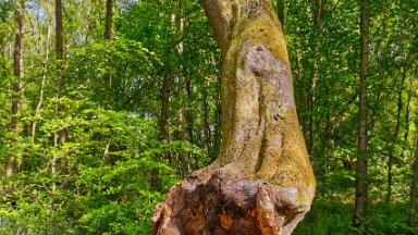 F25_1119 16th May 2025: Parrots Drumble Nature Reserve: © 2025 Paul L.G. Morris: Fallen tree came from here