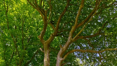 F25_1125 16th May 2025: Parrots Drumble Nature Reserve: © 2025 Paul L.G. Morris: A tree besides the path