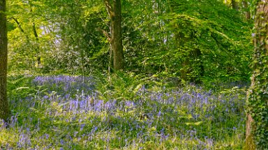 F25_1131 16th May 2025: Parrots Drumble Nature Reserve: © 2025 Paul L.G. Morris: Bluebells in the wood
