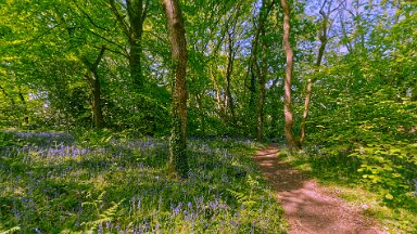 F25_1134 16th May 2025: Parrots Drumble Nature Reserve: © 2025 Paul L.G. Morris: Bluebells by the path in the wood