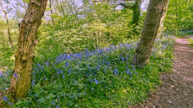 F25_1140 16th May 2025: Parrots Drumble Nature Reserve: © 2025 Paul L.G. Morris: Bluebells by the path in the wood