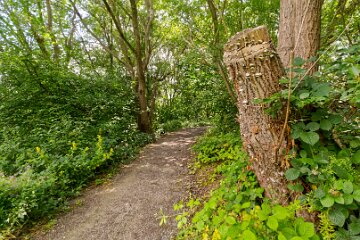 Hartshill-Park-PLGM-F25_1491r1 8th July 2025: Hartshill Park: © 2025 Paul L.G. Morris