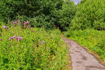 Hartshill-Park-PLGM-F25_1512r1 8th July 2025: Hartshill Park: © 2025 Paul L.G. Morris