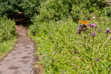 Hartshill-Park-PLGM-F25_1518r1 8th July 2025: Hartshill Park: © 2025 Paul L.G. Morris
