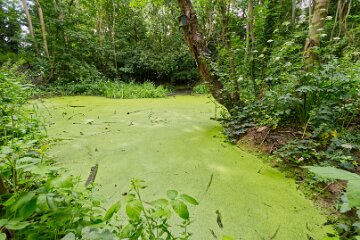 Hartshill-Park-PLGM-F25_1548r1 8th July 2025: Hartshill Park: © 2025 Paul L.G. Morris