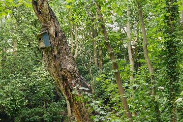Hartshill-Park-PLGM-F25_1551r1 8th July 2025: Hartshill Park: © 2025 Paul L.G. Morris