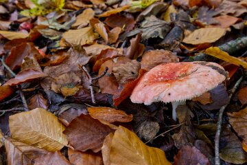 Park-Hall-CP-PLGM-F25_3987r1 30th October 2025: Park Hall Country Park: © 2025 Paul L.G. Morris: Fungi west of the quarry area near Bolton Gate