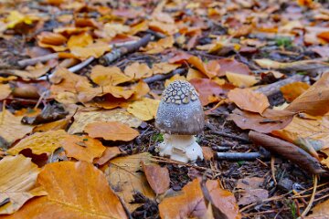 Park-Hall-CP-PLGM-F25_4008r1 30th October 2025: Park Hall Country Park: © 2025 Paul L.G. Morris: Fungi west of the quarry area near Bolton Gate