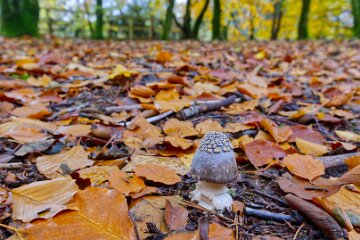 Park-Hall-CP-PLGM-F25_4011r1 30th October 2025: Park Hall Country Park: © 2025 Paul L.G. Morris: Fungi west of the quarry area near Bolton Gate