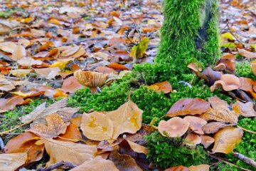 Park-Hall-CP-PLGM-F25_4027r1 30th October 2025: Park Hall Country Park: © 2025 Paul L.G. Morris: Fungi west of the quarry area near Bolton Gate