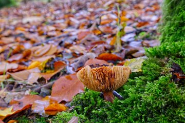 Park-Hall-CP-PLGM-F25_4030r1 30th October 2025: Park Hall Country Park: © 2025 Paul L.G. Morris: Fungi west of the quarry area near Bolton Gate