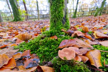 Park-Hall-CP-PLGM-F25_4036r1 30th October 2025: Park Hall Country Park: © 2025 Paul L.G. Morris: Fungi west of the quarry area near Bolton Gate