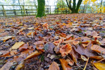 Park-Hall-CP-PLGM-F25_4038r1 30th October 2025: Park Hall Country Park: © 2025 Paul L.G. Morris: Fungi west of the quarry area near Bolton Gate