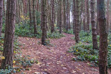 Park-Hall-CP-PLGM-F25_3891r1 30th October 2025: Park Hall Country Park: © 2025 Paul L.G. Morris: Woodland path