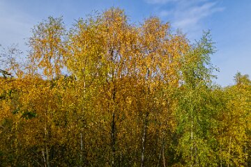Park-Hall-CP-PLGM-F25_3923r1 30th October 2025: Park Hall Country Park: © 2025 Paul L.G. Morris