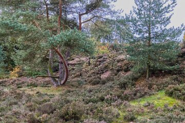 Park-Hall-CP-PLGM-F25_3959r1 30th October 2025: Park Hall Country Park: © 2025 Paul L.G. Morris