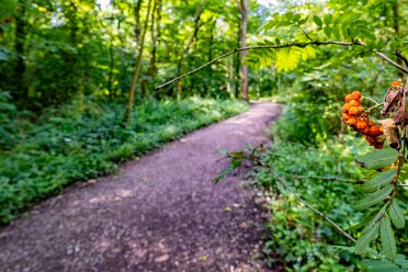 Hem Heath Nature Reserve 30th July 2024: Hem Heath Nature Reserve: Entrance from Trentham Road on the north side: © 2024 Paul L.G. Morris